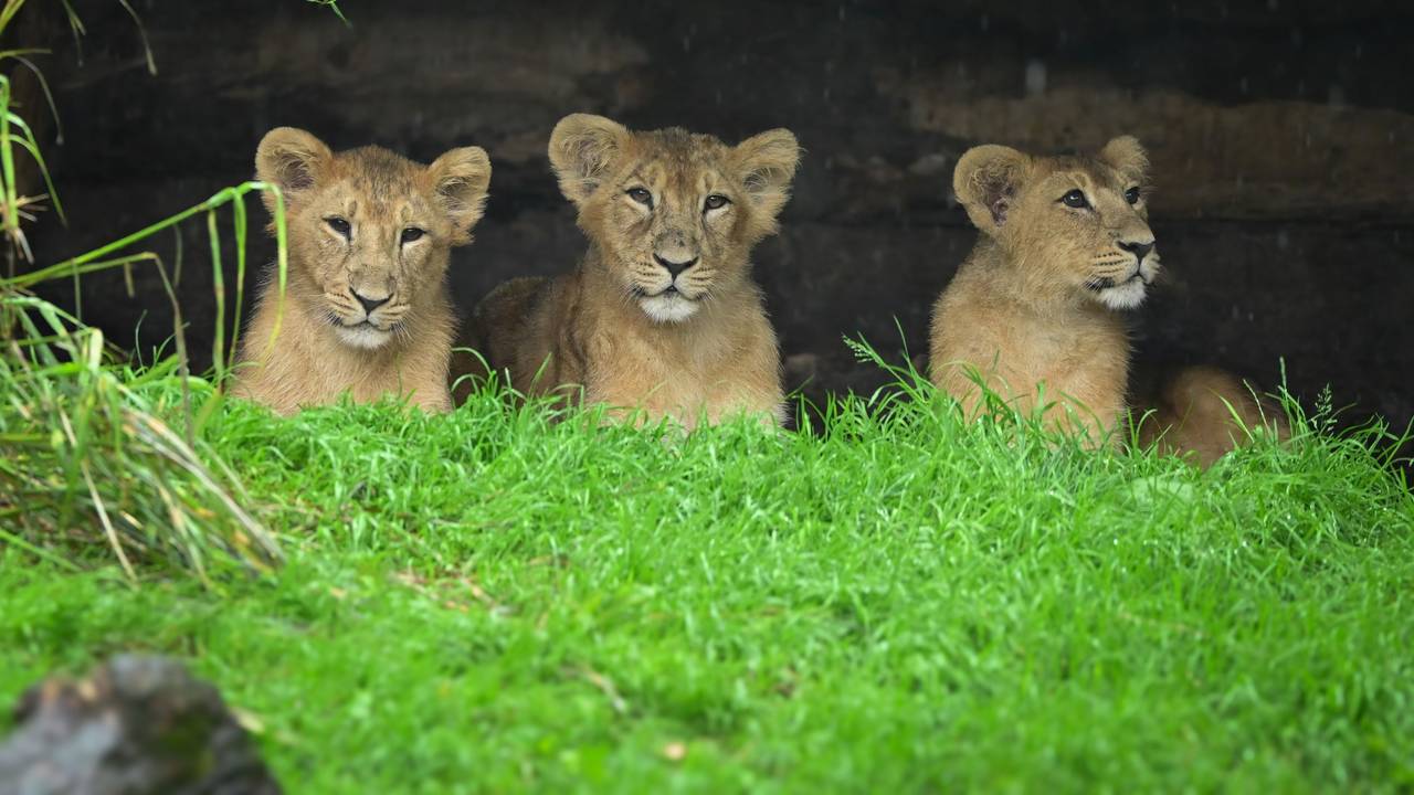 Die jungen Löwen im Kölner Zoo.
