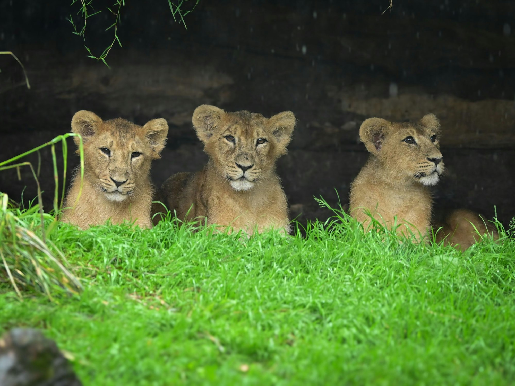 Die jungen Löwen im Kölner Zoo.