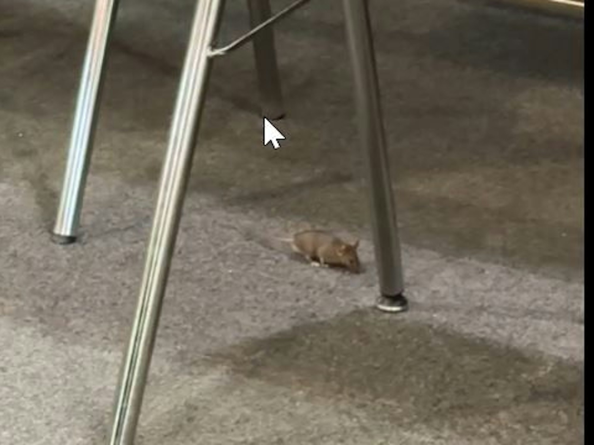 Eine Maus läuft unter Stühlen her.