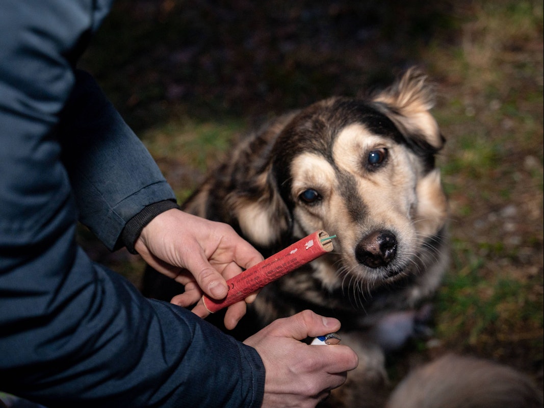 Ein Mann hält im Garten an Silvester einen Böller in der Hand neben einem Hund, der verängstigt schaut. (Symbolfoto)