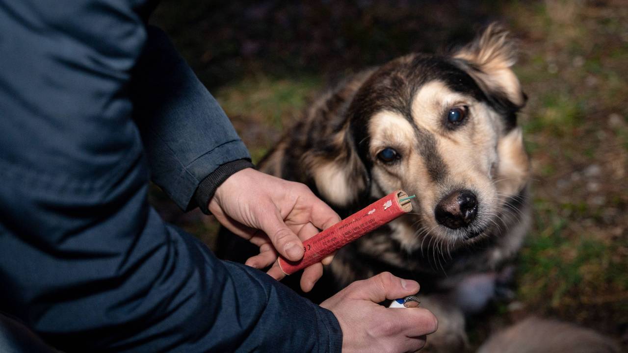 Ein Mann hält im Garten an Silvester einen Böller in der Hand neben einem Hund, der verängstigt schaut.