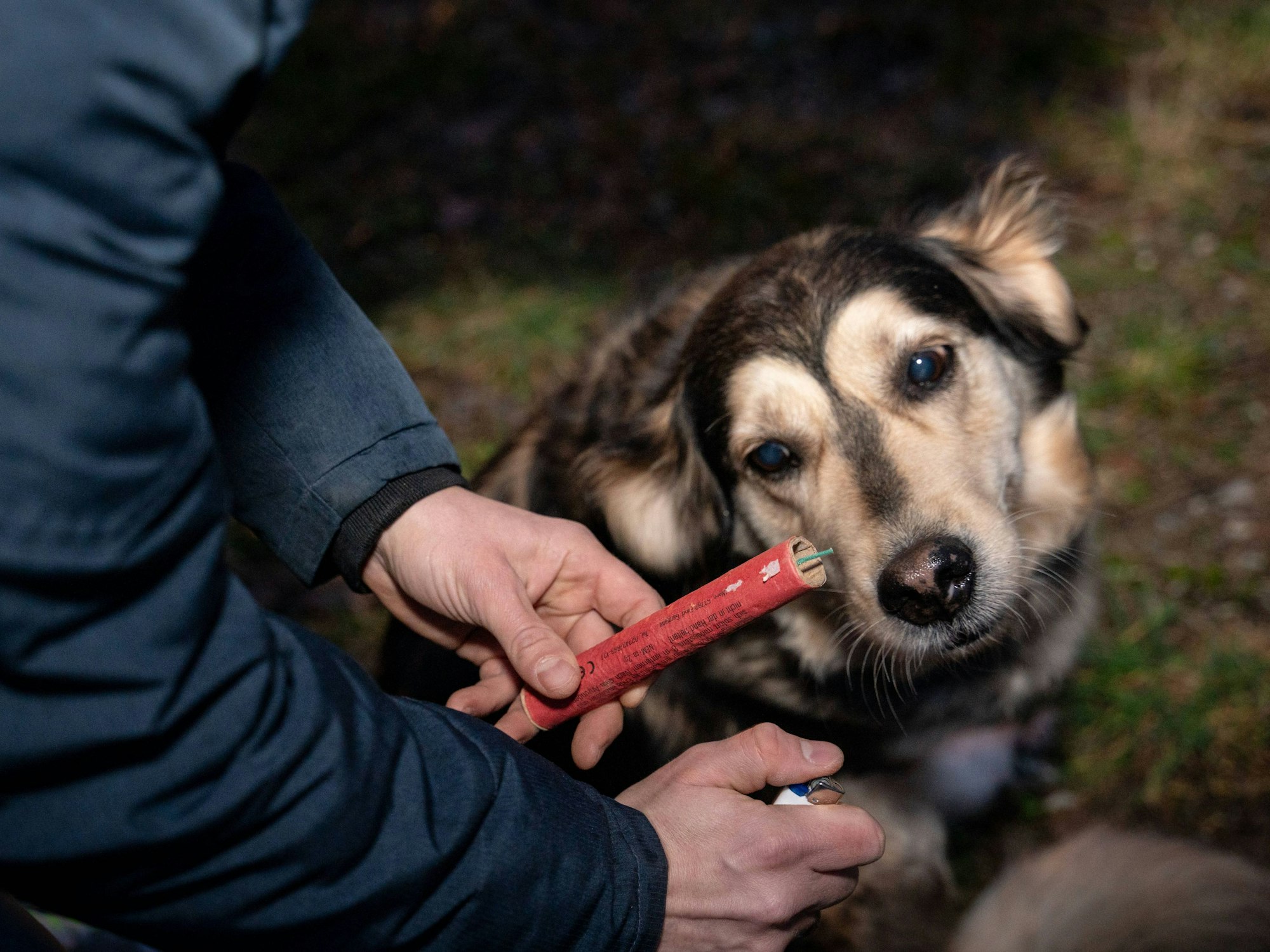 Ein Mann hält im Garten an Silvester einen Böller in der Hand neben einem Hund, der verängstigt schaut.