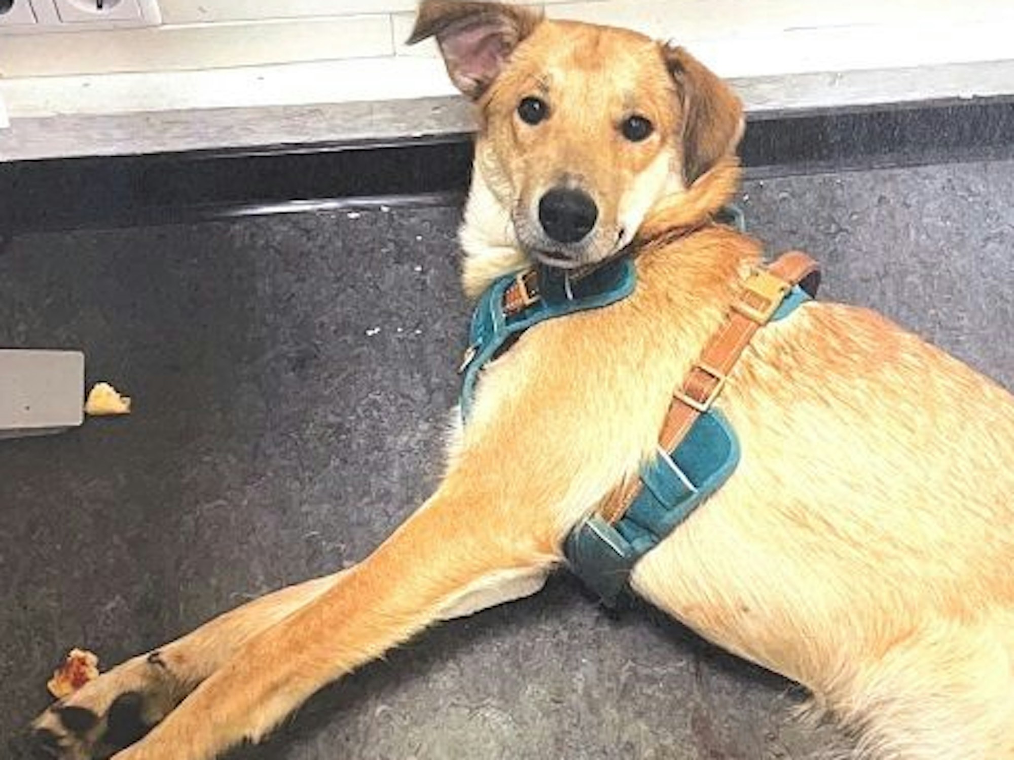 Ein Hund liegt auf einem Tisch.