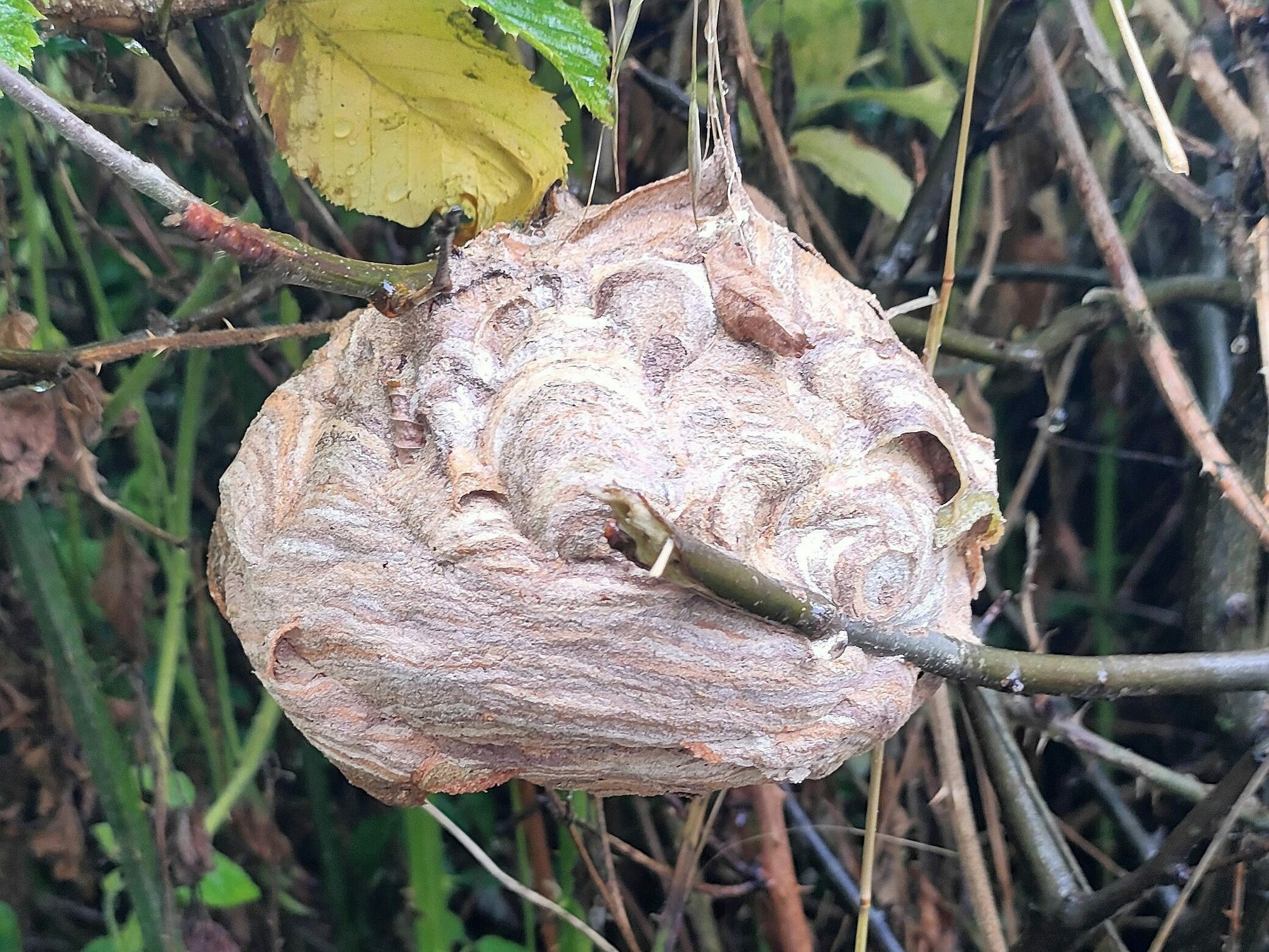 Ein Nest der asiatischen Hornisse hängt in einer Hecke.