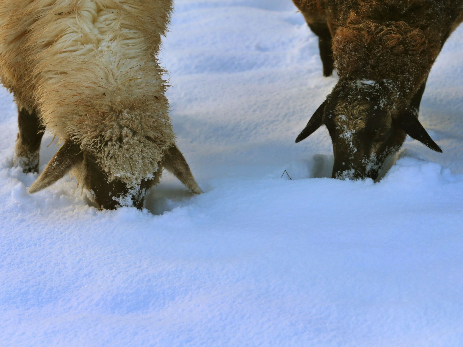 Schafe im Schnee (Symbolbild von 2025): In Sachsen-Anhalt Anfang 2025 fast eine ganze Herde verendet, weil die Tiere verhungert und verdurstet sind.