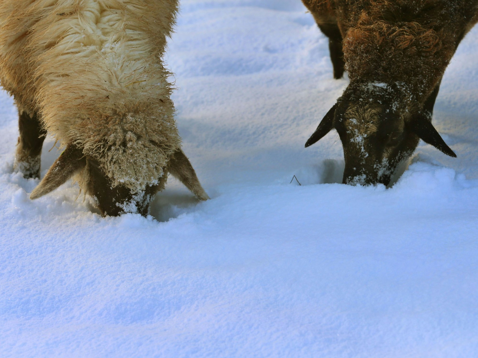 Schafe im Schnee (Symbolbild von 2025): In Sachsen-Anhalt Anfang 2025 fast eine ganze Herde verendet, weil die Tiere verhungert und verdurstet sind.