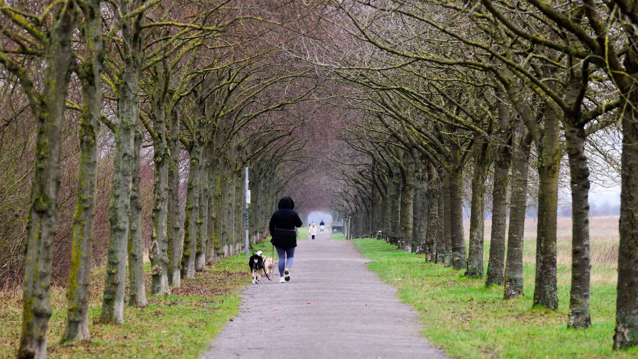 Frau geht mit ihren beiden Hunden an der Leine in einer Allee spazieren.