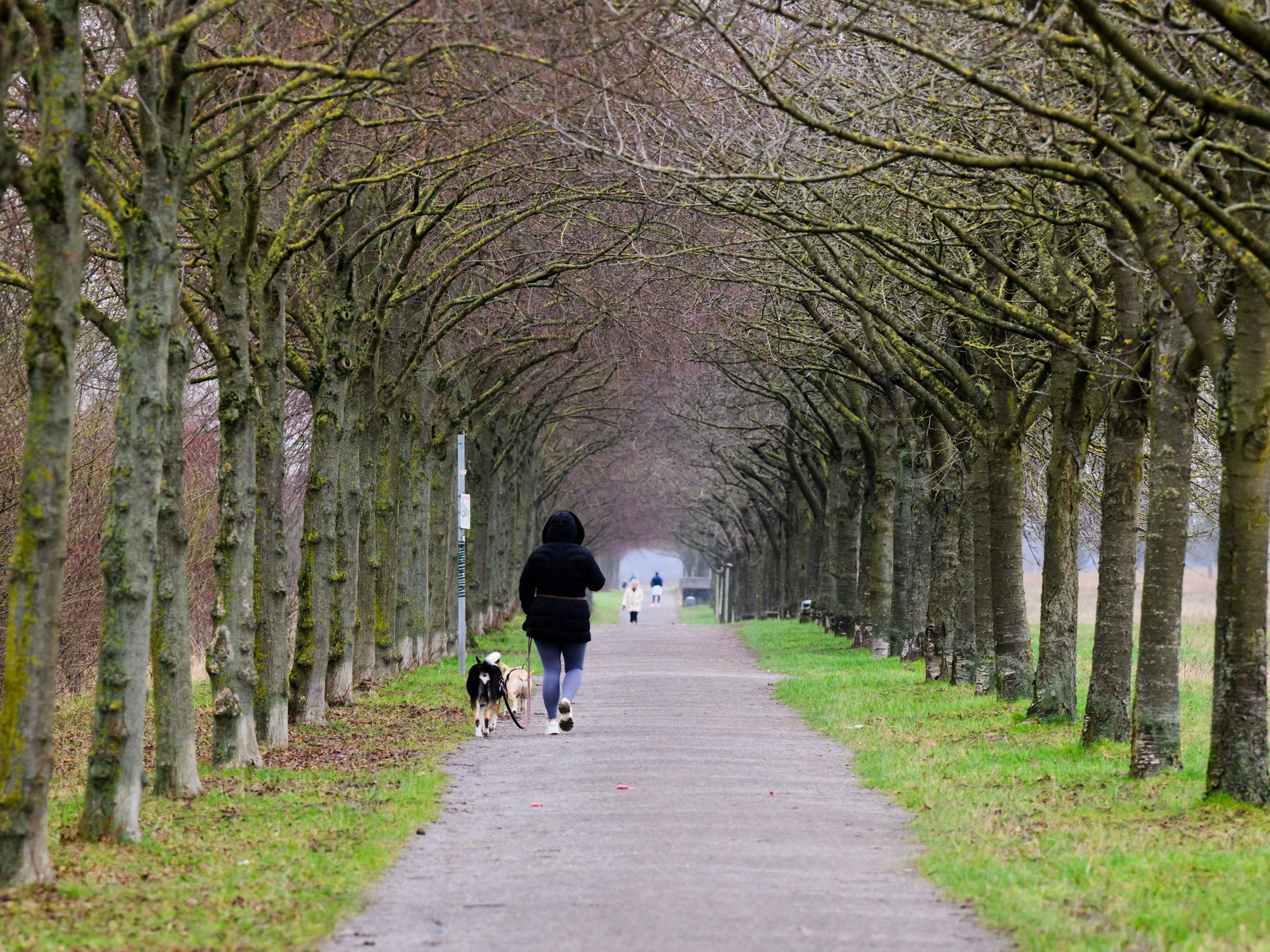 Frau geht mit ihren beiden Hunden an der Leine in einer Allee spazieren.