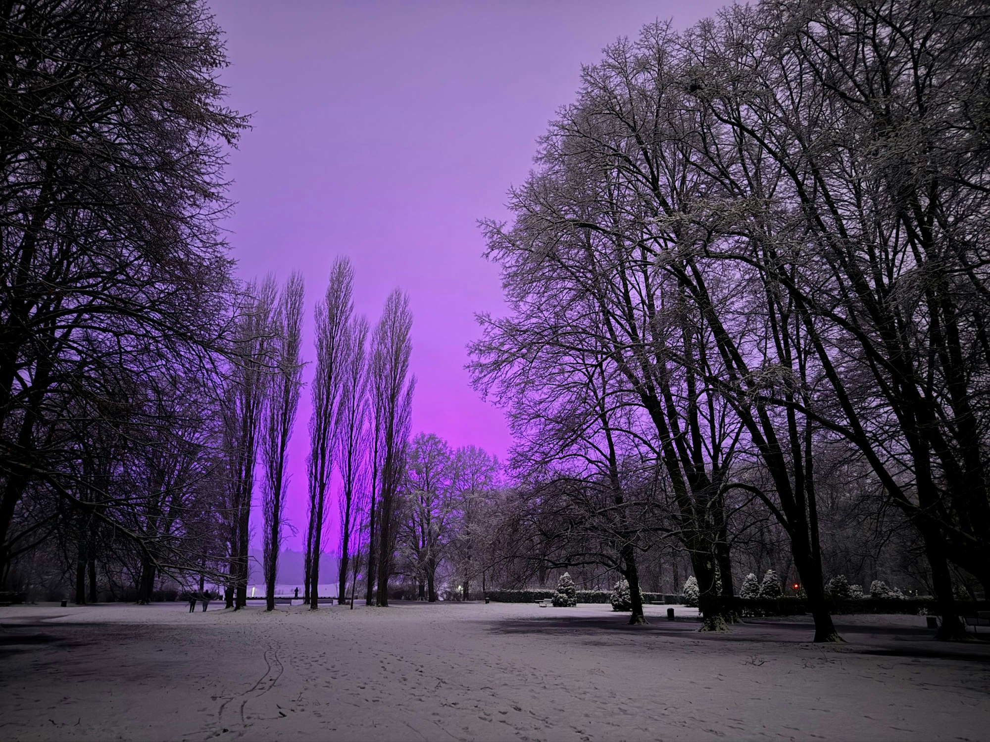 Vom Schnee bedeckt sind die Wiesen im Beethovenpark. Am Himmel wird die violette Beleuchtung auf den Trainingsplätzen des 1. FC Köln reflektiert, welche dort das Rasenwachstum fördern soll.