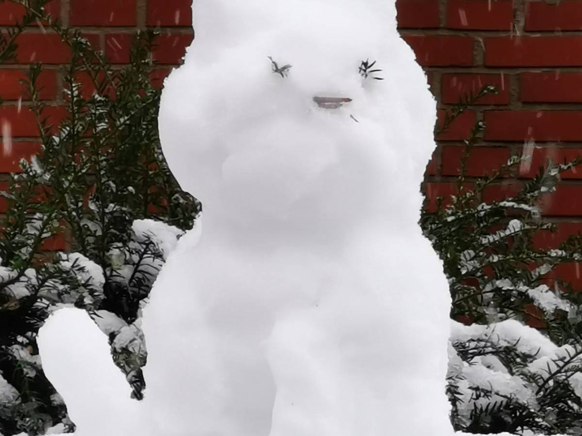 Eine Schneekatze im Veedel