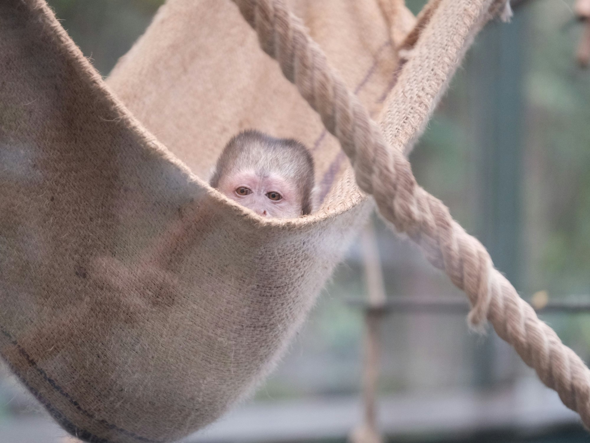 Gelbbrustkapuziner Nadua liegt im Kölner Zoo in ihrer Hängematte.