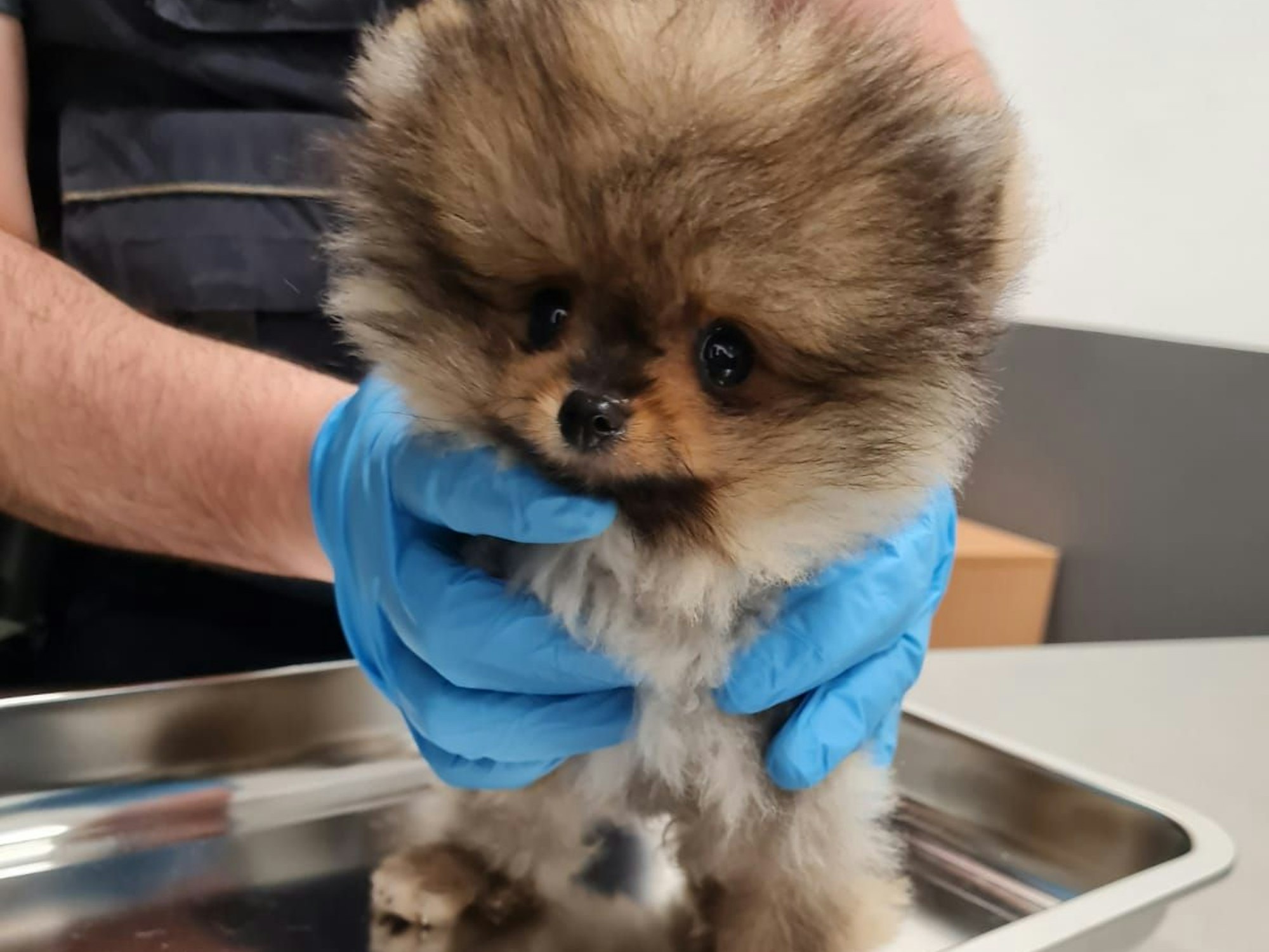 Eine Person hält mit Plastikhandschuhen einen Hundewelpen fest.