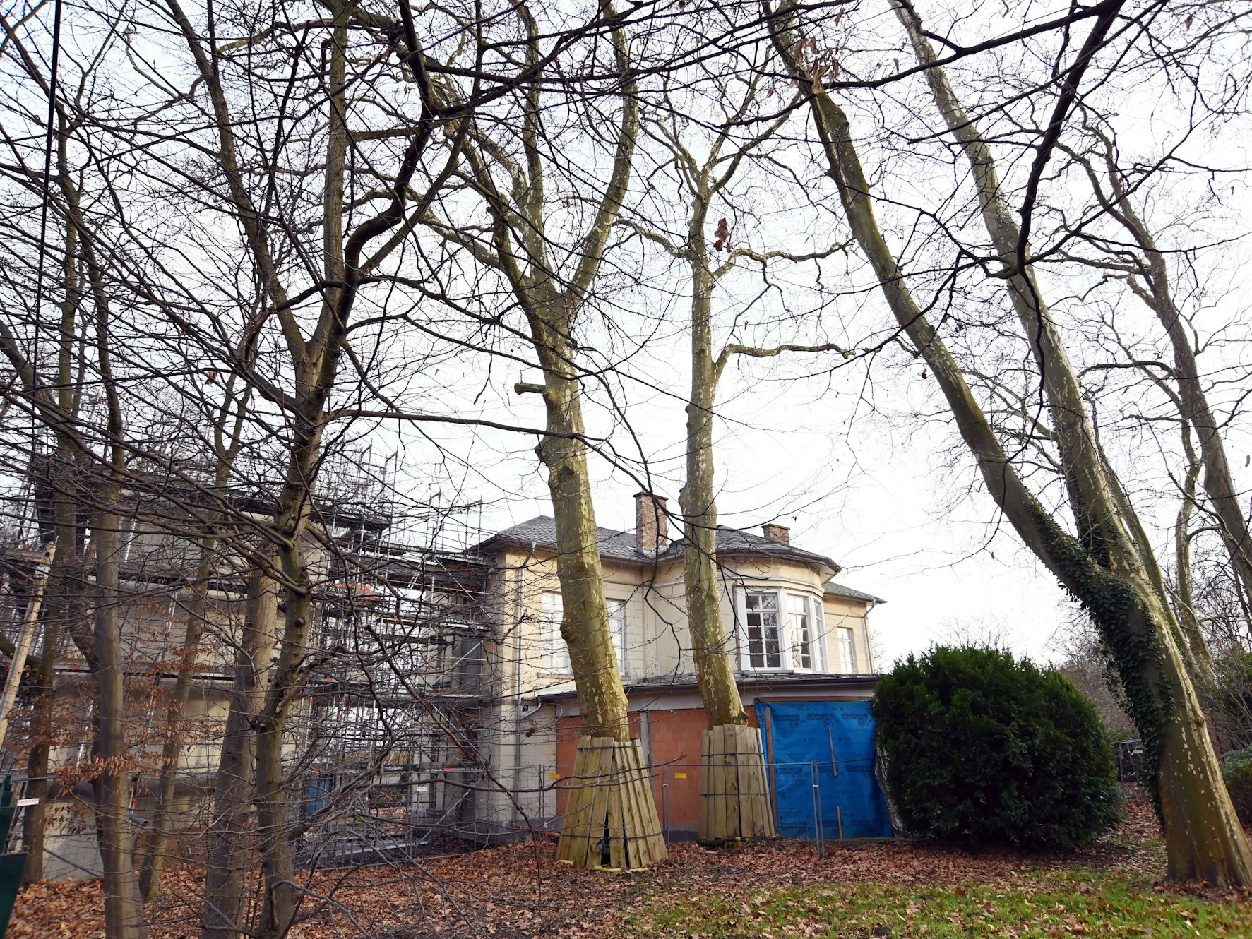 Platanen am denkmalgeschützten Bahnhof Belvedere in Köln-Müngersdorf.