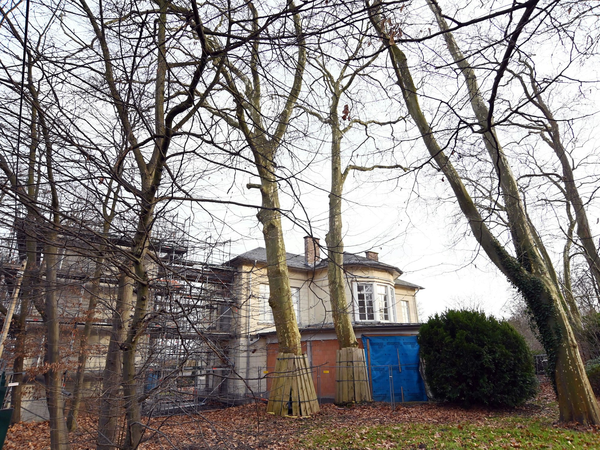 Platanen am denkmalgeschützten Bahnhof Belvedere in Köln-Müngersdorf.