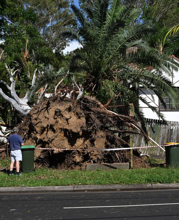 Stürme haben am 16. Januar 2025 vor einem Haus in Brisbane an der australischen Ostküste einen großen Baum entwurzelt.