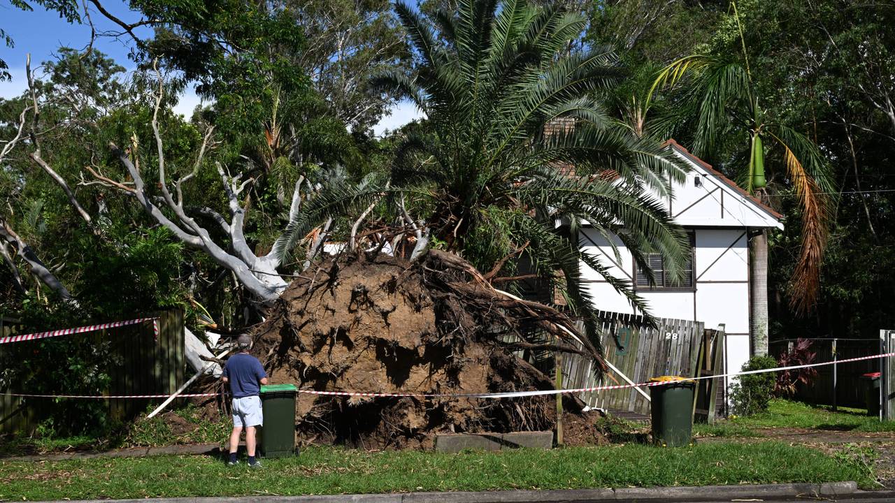 Stürme haben am 16. Januar 2025 vor einem Haus in Brisbane an der australischen Ostküste einen großen Baum entwurzelt.