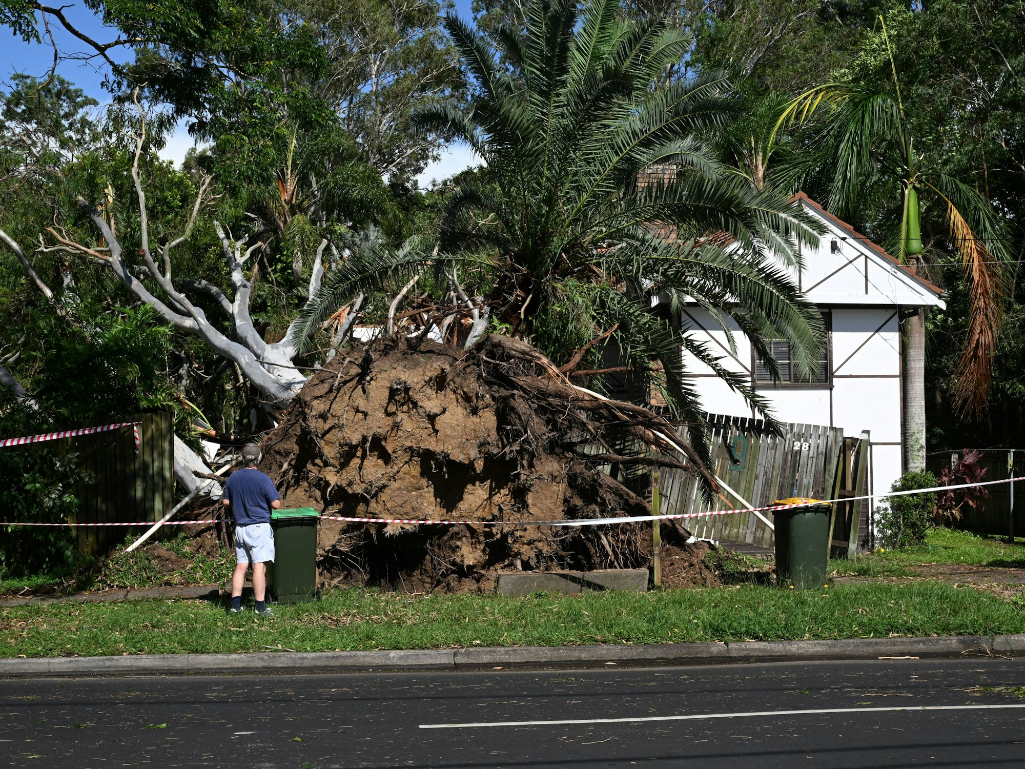 Stürme haben am 16. Januar 2025 vor einem Haus in Brisbane an der australischen Ostküste einen großen Baum entwurzelt.