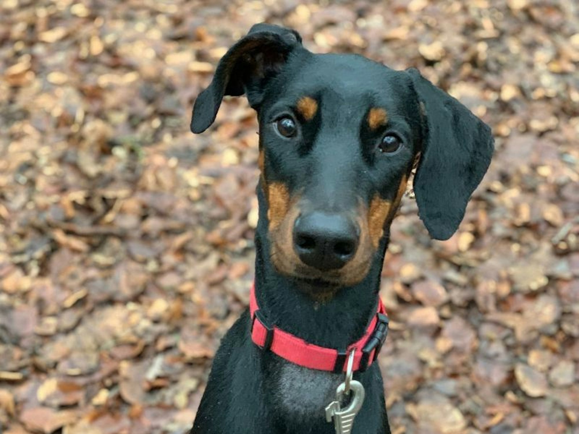 Ein angeleinter Hund sitzt auf einer mit Laub bedeckten Fläche und guckt in die Kamera.