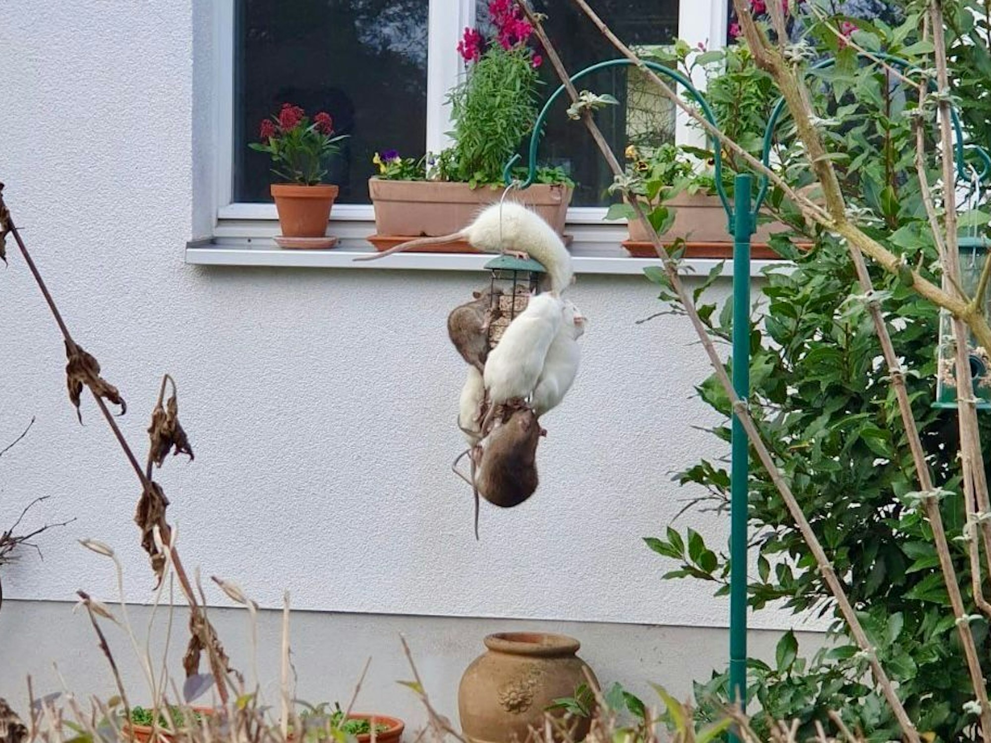 In der Hochwaldstraße in Köln-Sülz hat sich eine Ratten-Plage entwickelt. Hier sind mehrere Ratten zu sehen, wie sie sich an einer Vogelfutterstation in einem Nachbargarten zu schaffen machen.