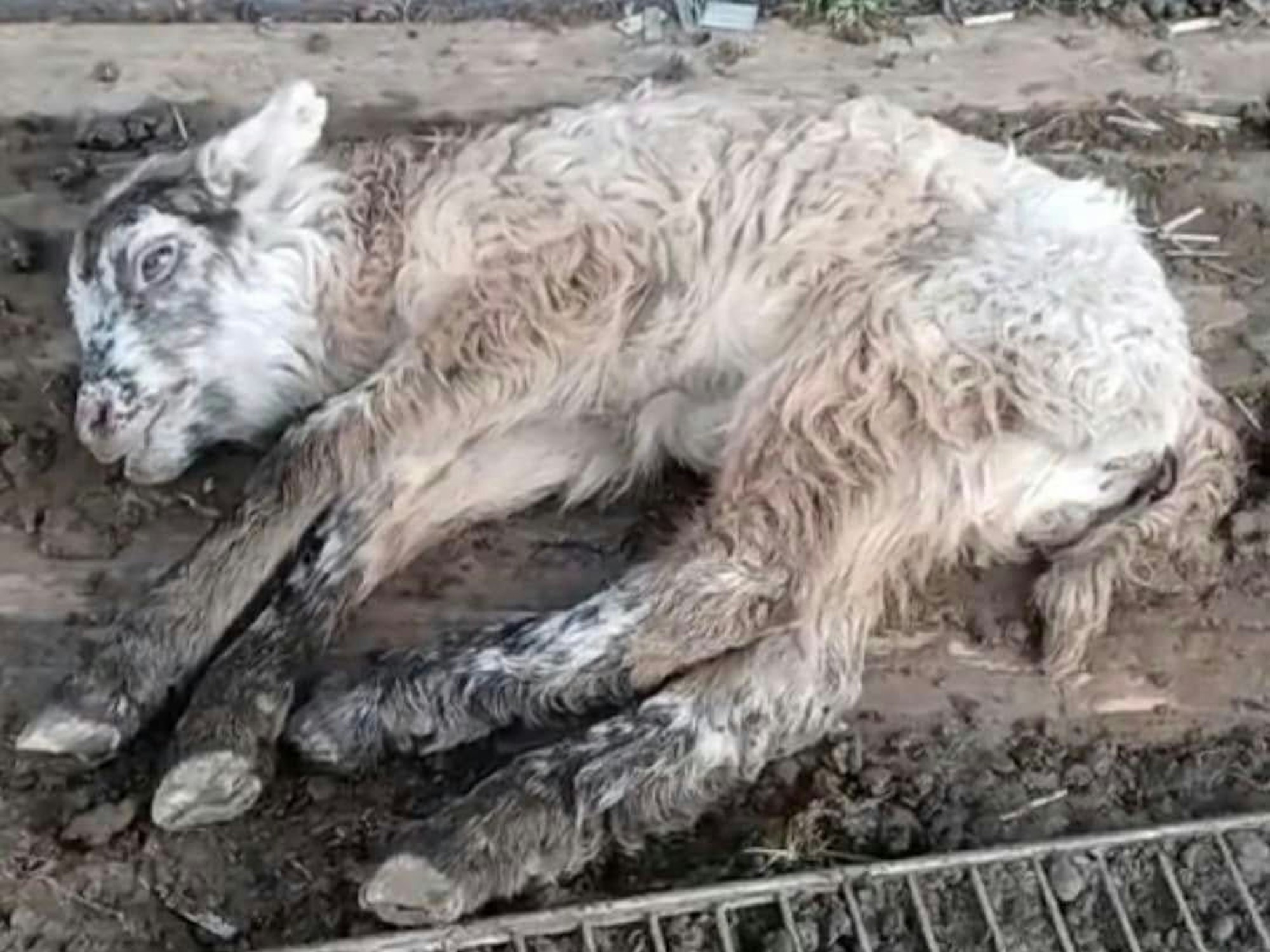 Ein Lamm liegt im Matsch.