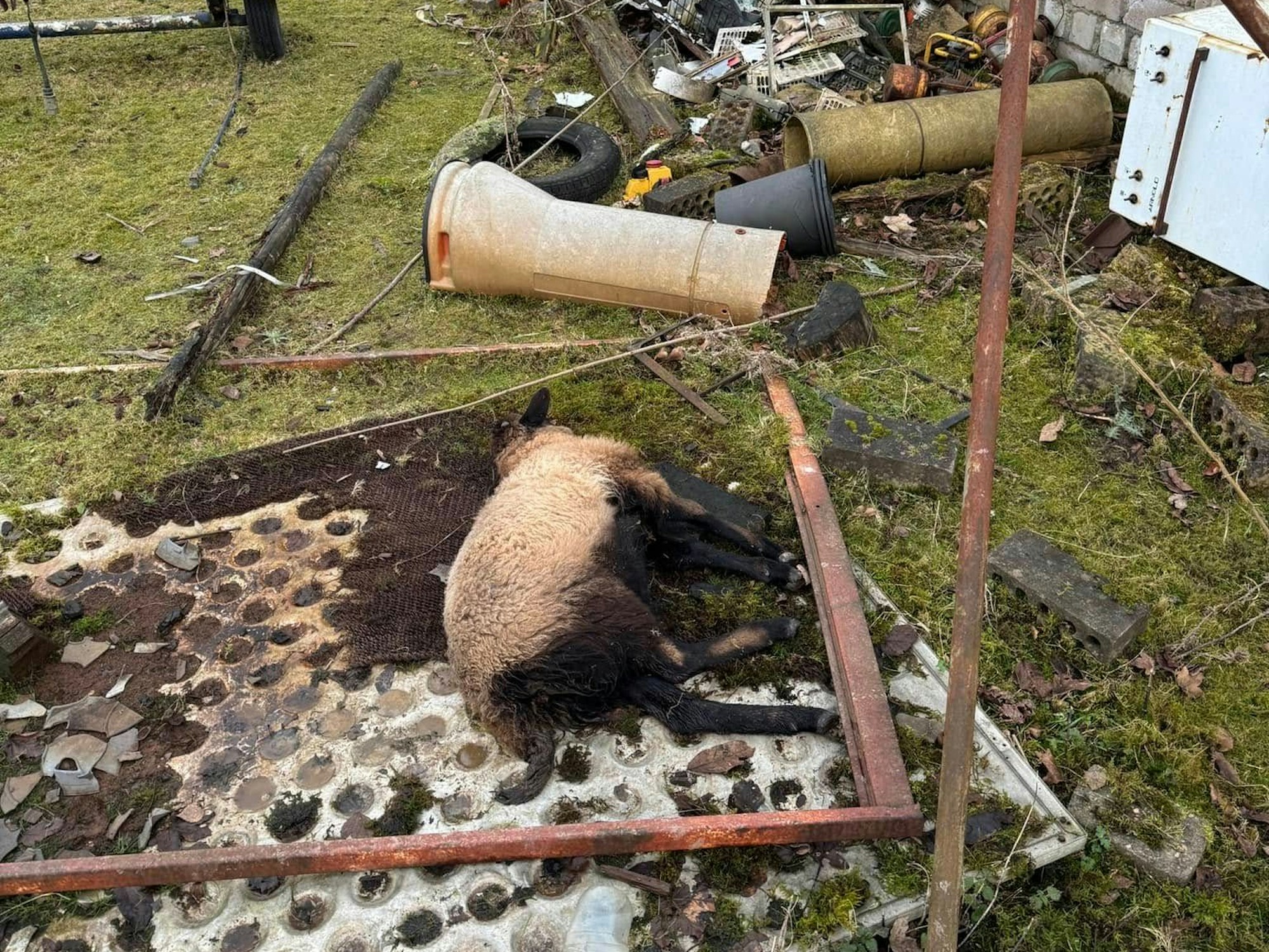 Ein Schaf liegt auf dem Boden, dahinter ist das Gras mit Müll bedeckt.