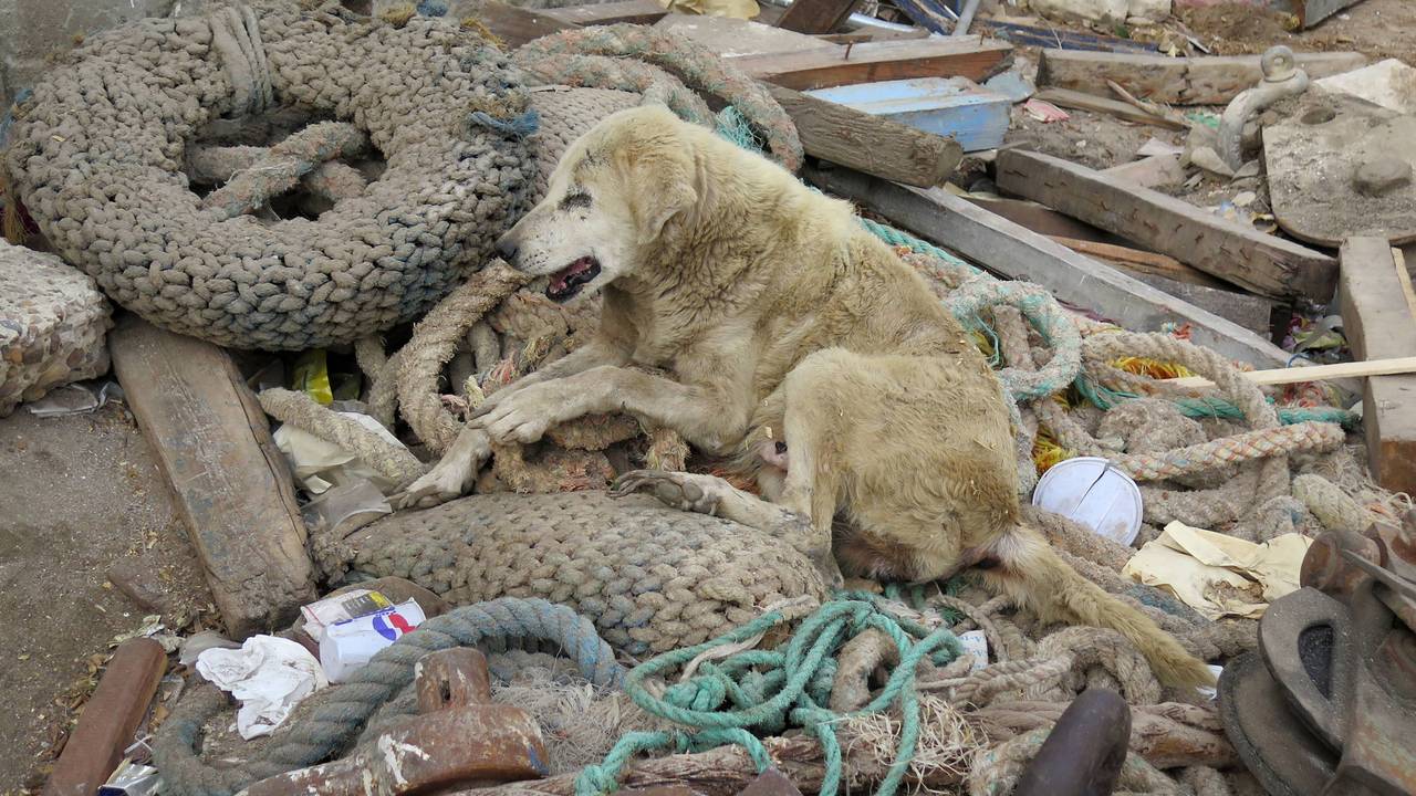 Ein Straßenhund, der im Müll sitzt.
