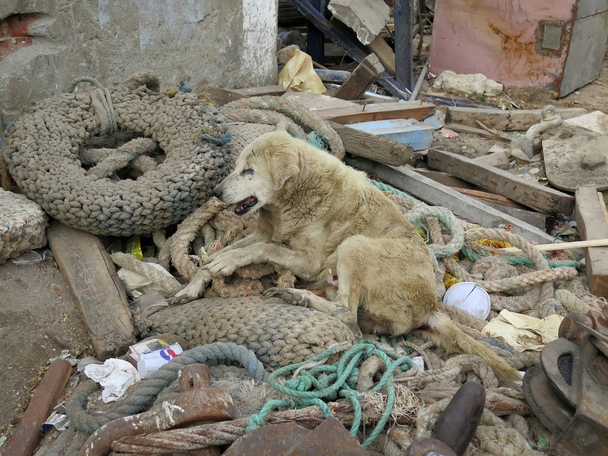 Ein Straßenhund, der im Müll sitzt.