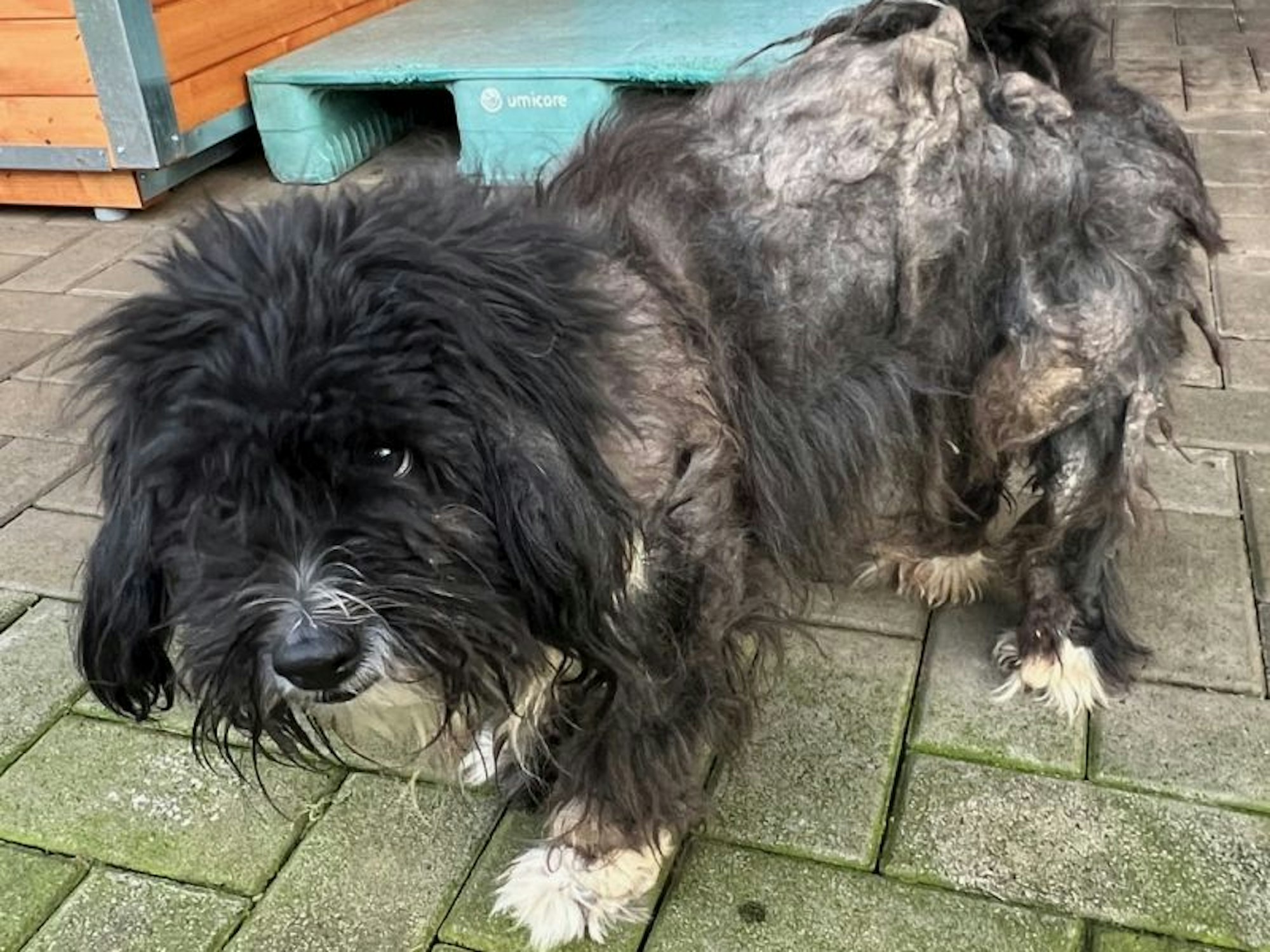 Ein Hund mit völlig verfilztem Fell steht auf einem steinernen Boden.
