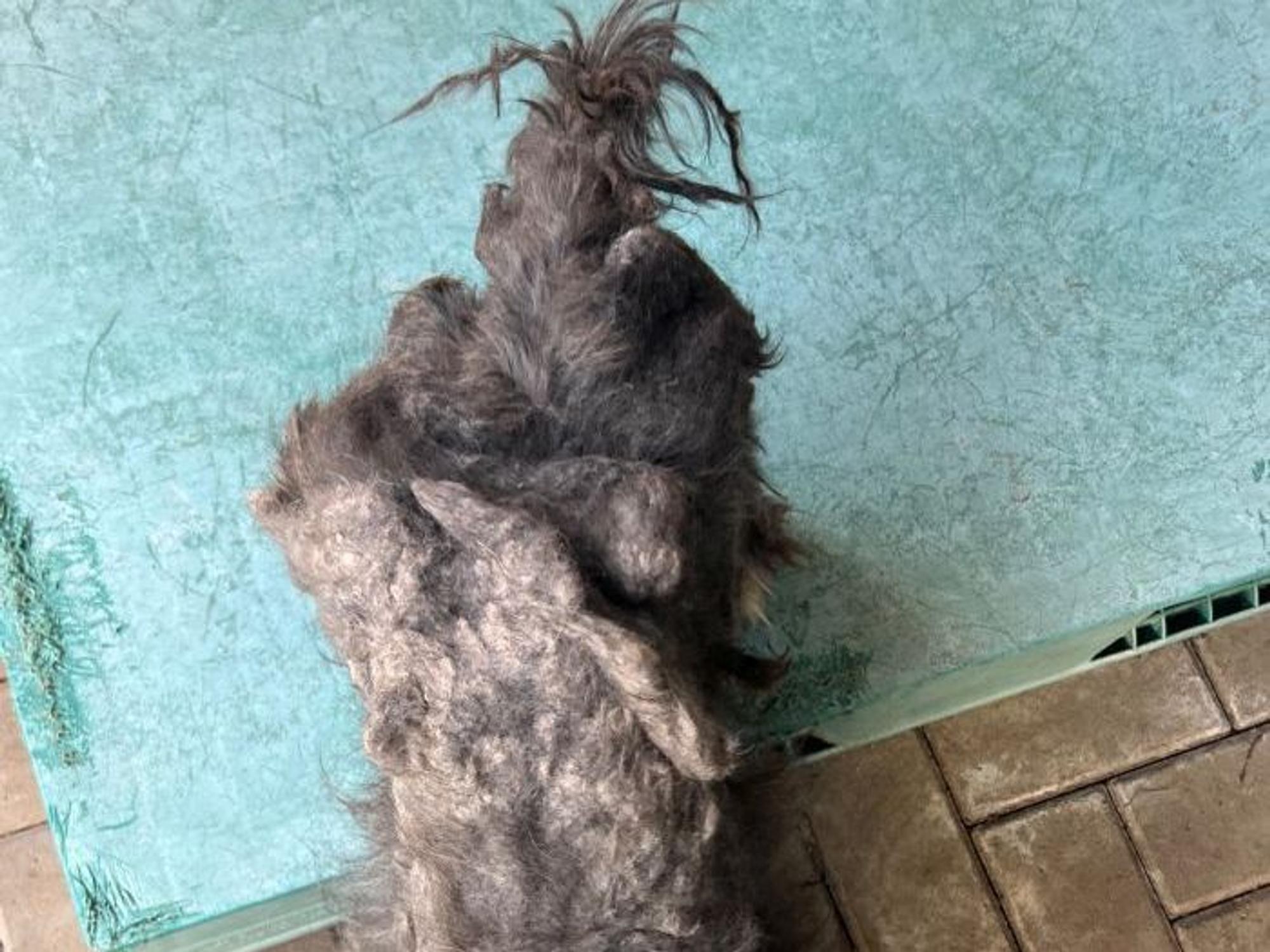 Das Fell des Hundes ist völlig verfilzt.