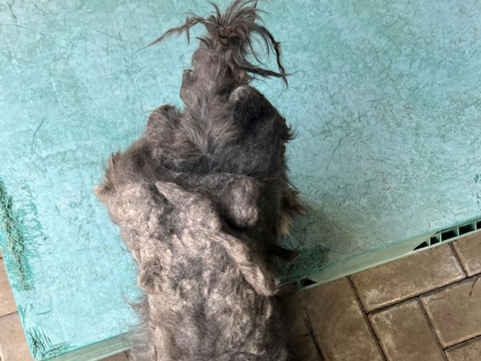 Das Fell des Hundes ist völlig verfilzt.