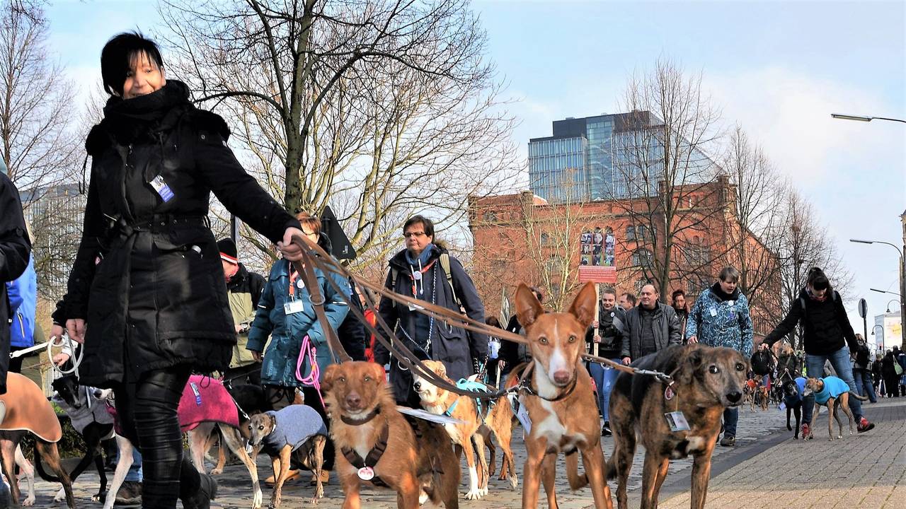 Menschen laufen mit Hunden an der Leine bei einer Kundgebung.
