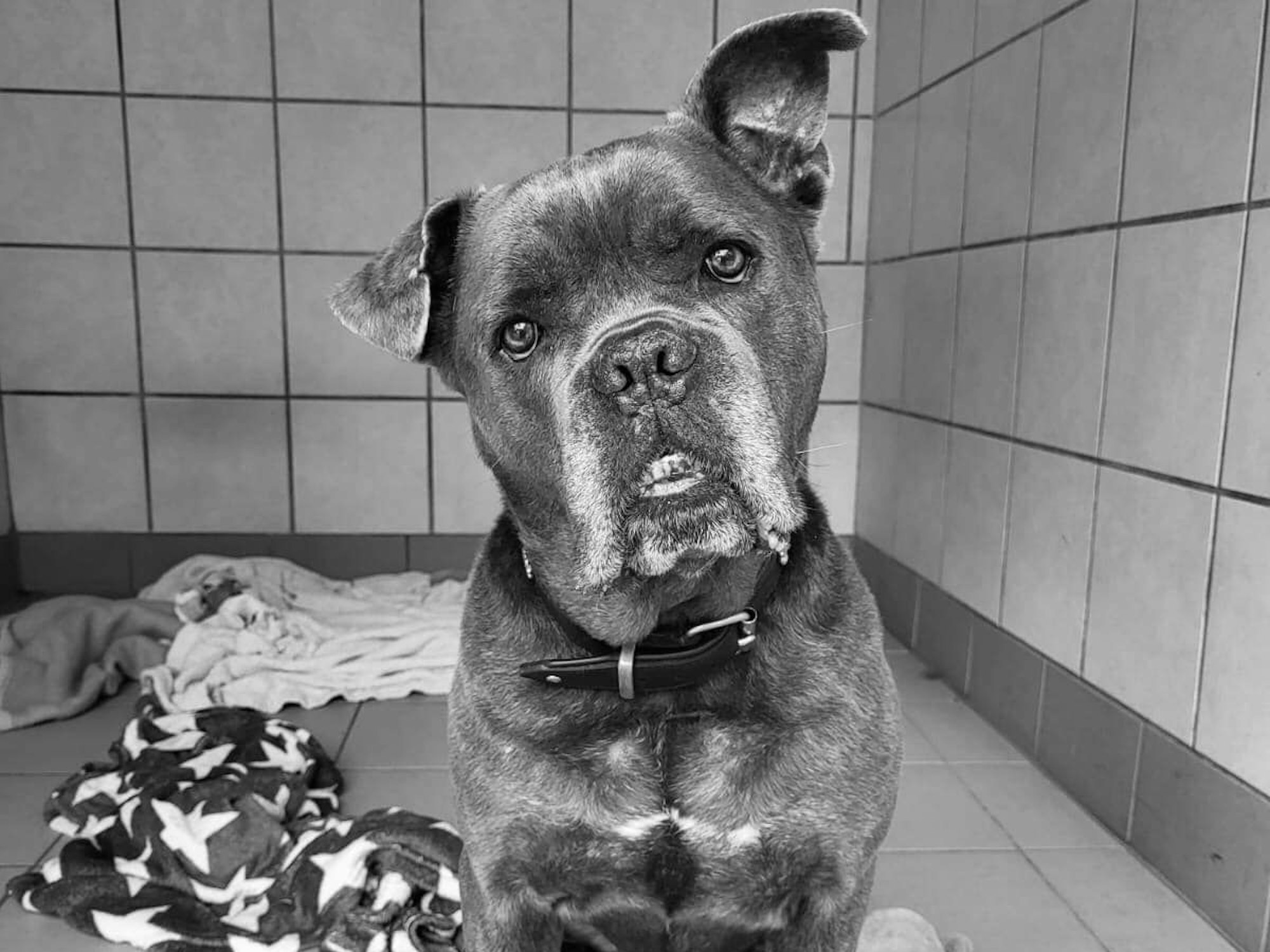 Der Hund Monty ist verstorben.