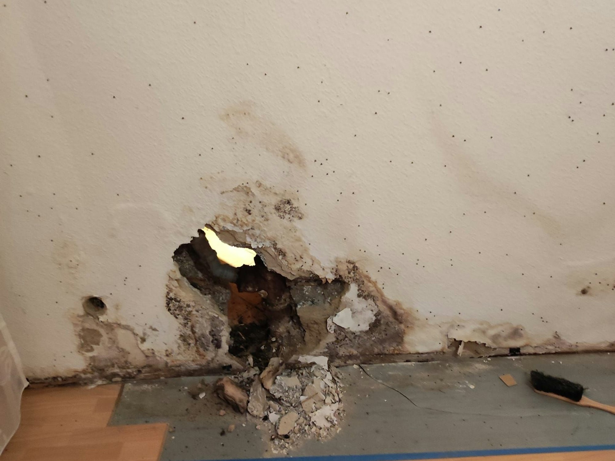 Unzählige Abortfliegen kommen aus dem Loch heraus und nisten sich in den Räumen von Beata Daszkowski ein. Die vielen schwarzen Punkte auf der Wand zeigt das Ausmaß der Insektenplage.