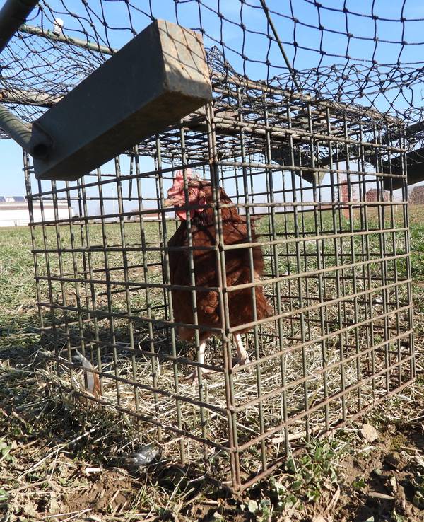 Lebendes Huhn steht in einer Lebendfalle für Wildvögel.