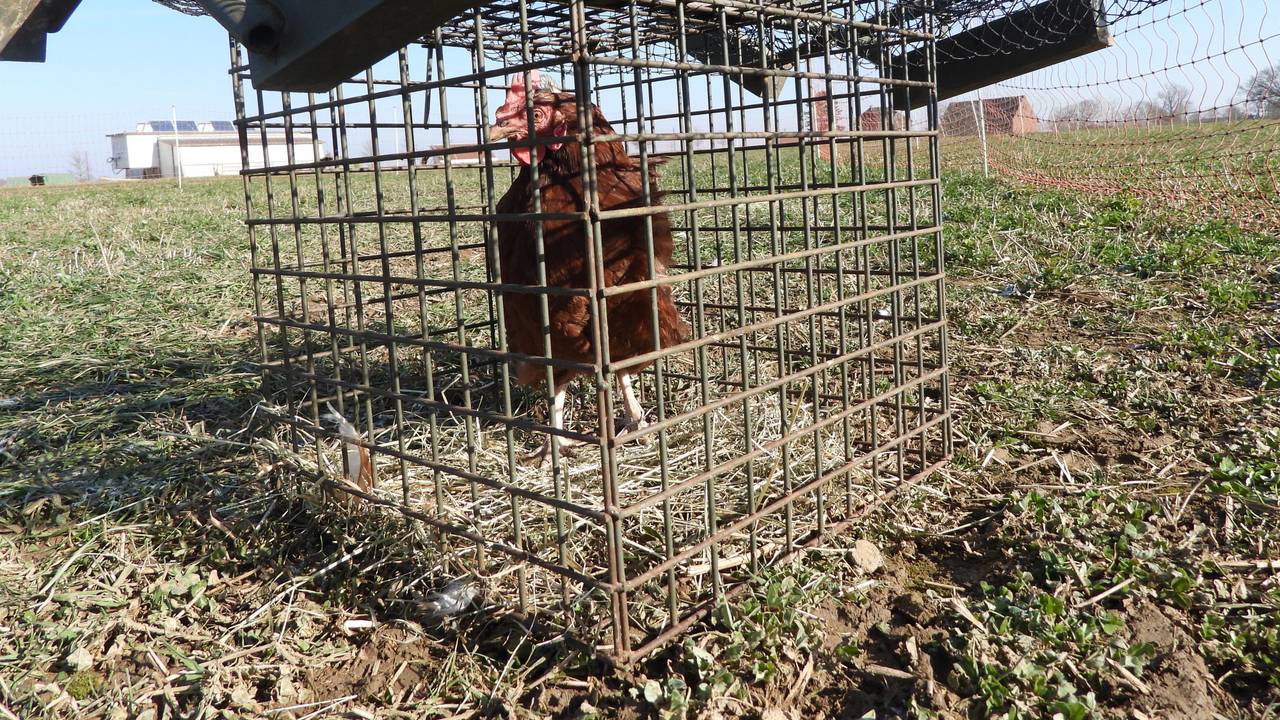 Lebendes Huhn steht in einer Lebendfalle für Wildvögel.