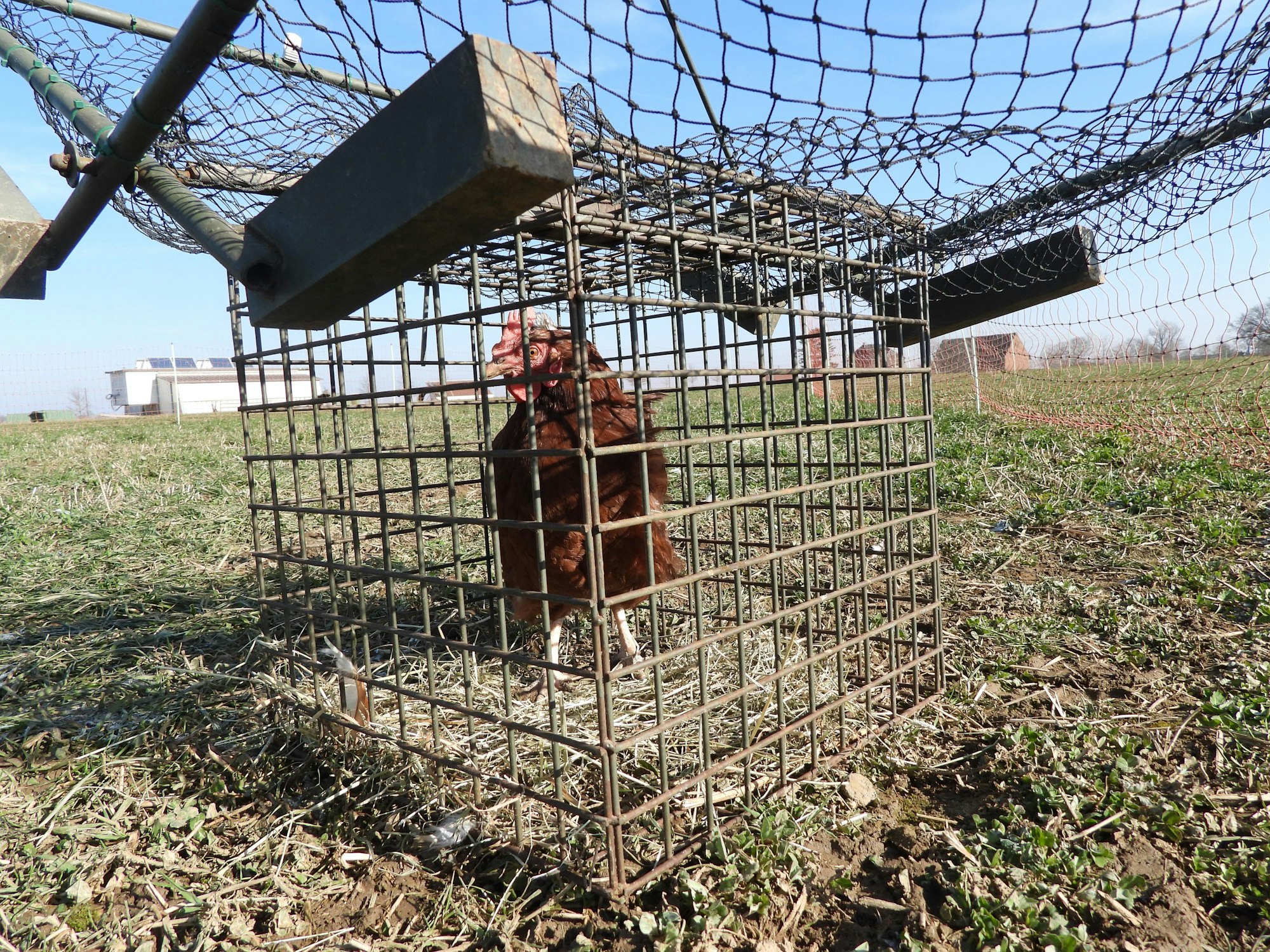 Lebendes Huhn steht in einer Lebendfalle für Wildvögel.