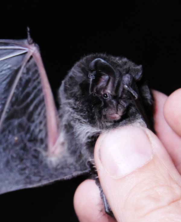 Das Symbolbild zeigt Mopsfledermaus (Barbastella barbastellus), die im Wermsdorfer Wald in Sachsen von einem Wissenschaftler gehalten wird.