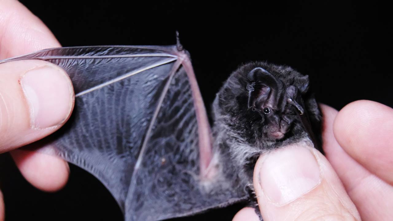 Das Symbolbild zeigt Mopsfledermaus (Barbastella barbastellus), die im Wermsdorfer Wald in Sachsen von einem Wissenschaftler gehalten wird.