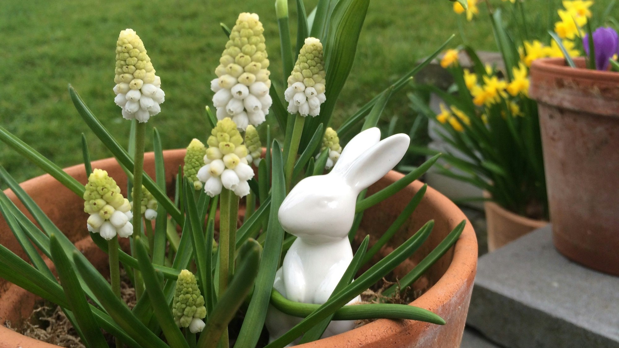 Muscari (Traubenhyazinthen)