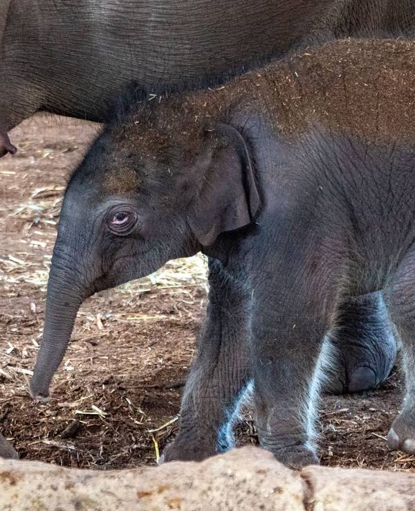 Ein Baby-Elefant steht neben seiner Mutter.