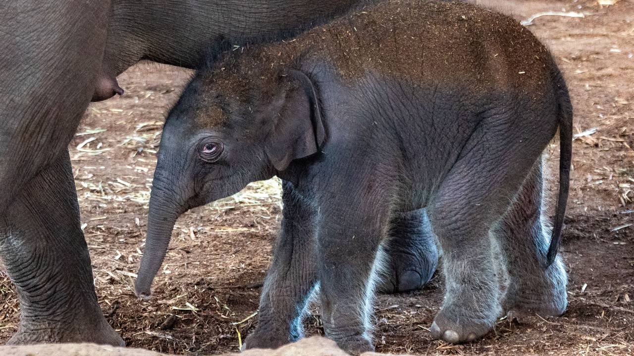 Ein Baby-Elefant steht neben seiner Mutter.