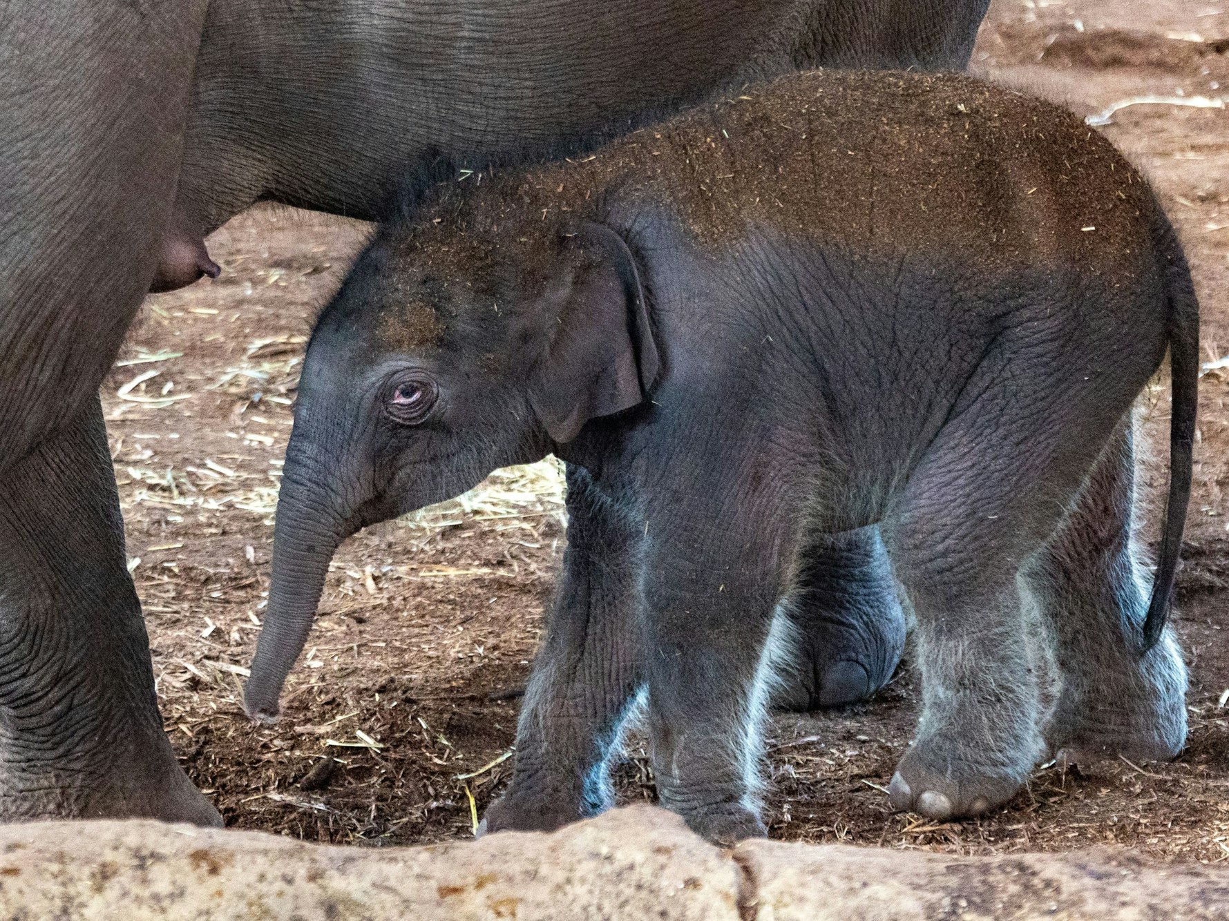 Ein Baby-Elefant steht neben seiner Mutter.