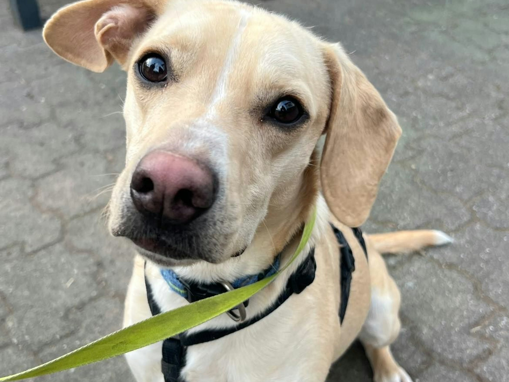 Ein Hund guckt in die Kamera.