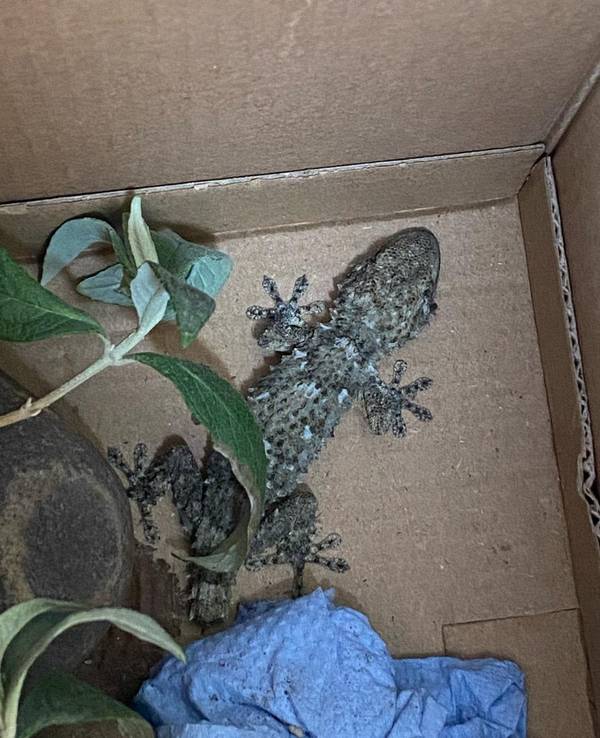 Ein Gecko in einer Kiste