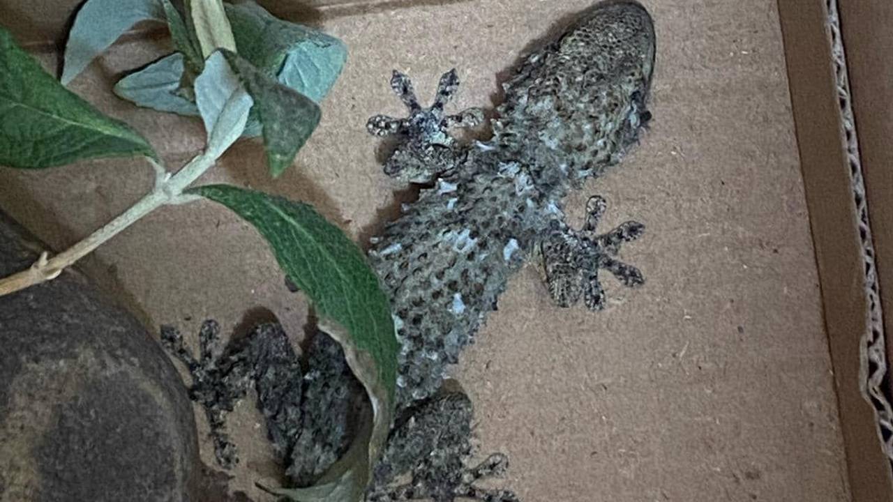 Ein Gecko in einer Kiste