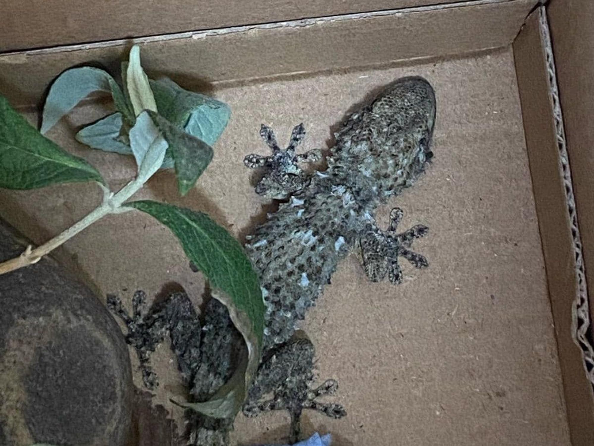 Ein Gecko in einer Kiste