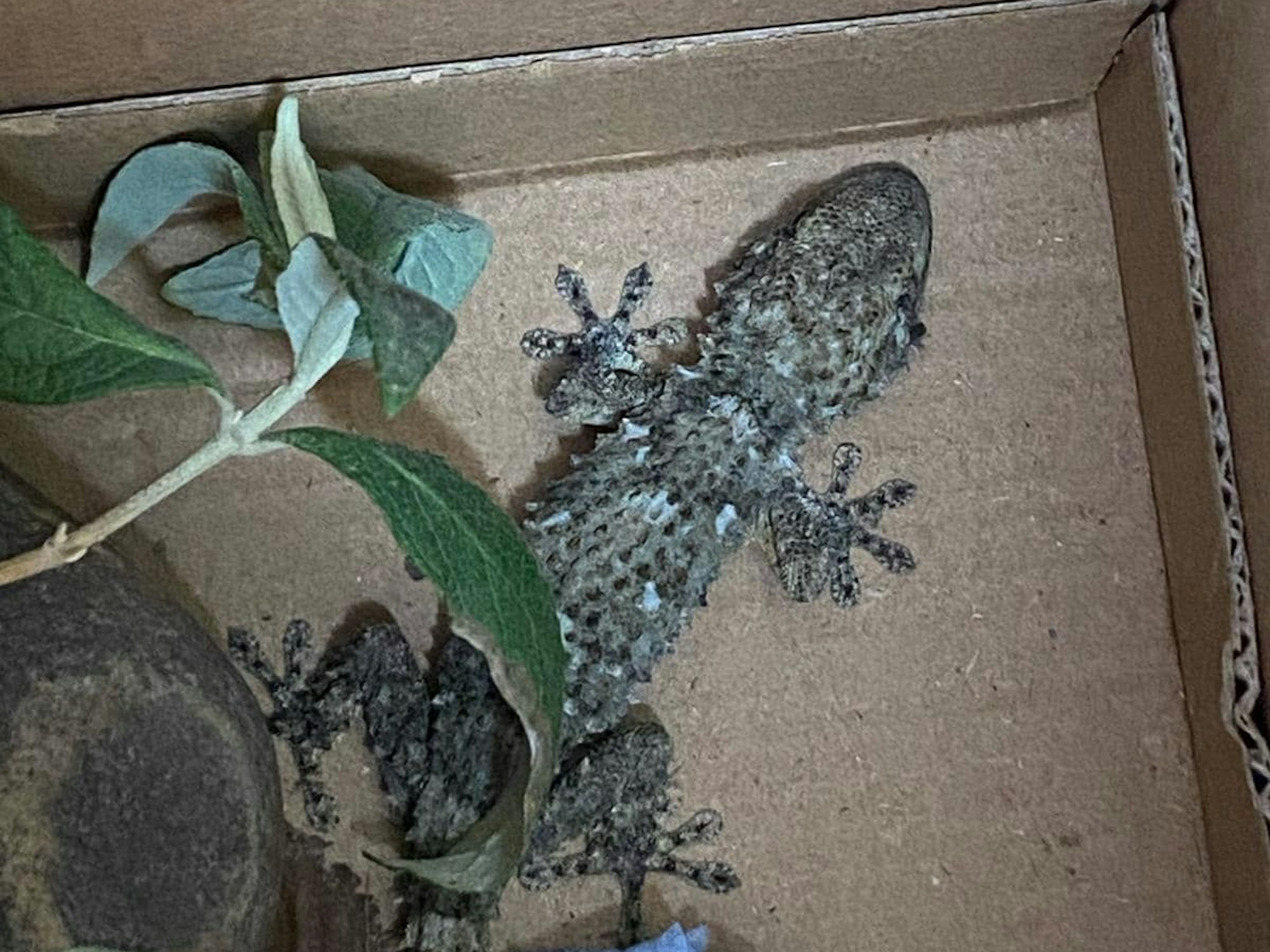 Ein Gecko in einer Kiste