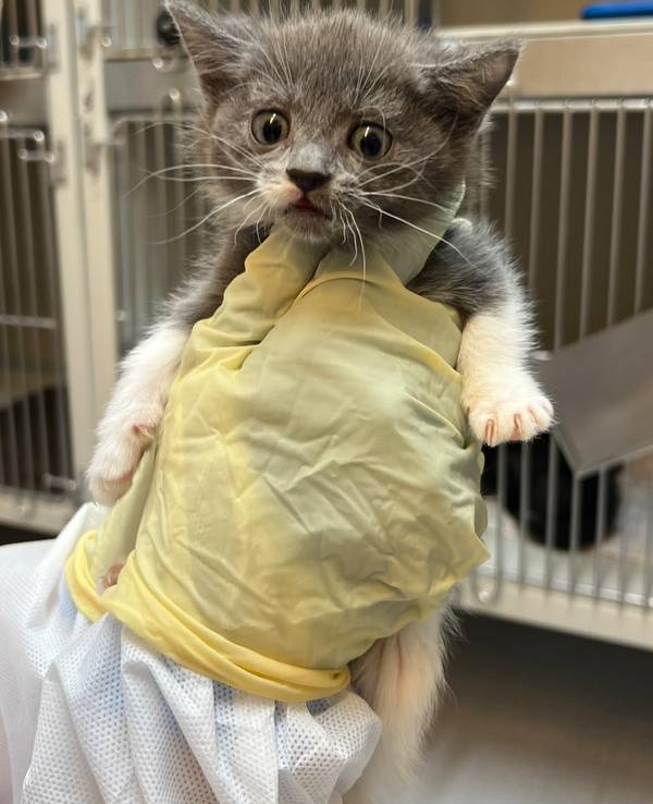 Eine Person hält eine stark unterernährte junge Katze in der Hand.