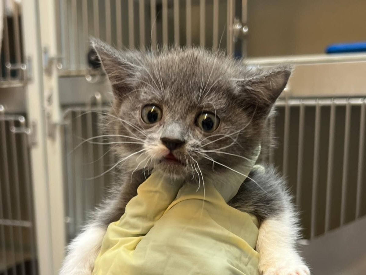 Eine Person hält eine stark unterernährte junge Katze in der Hand.