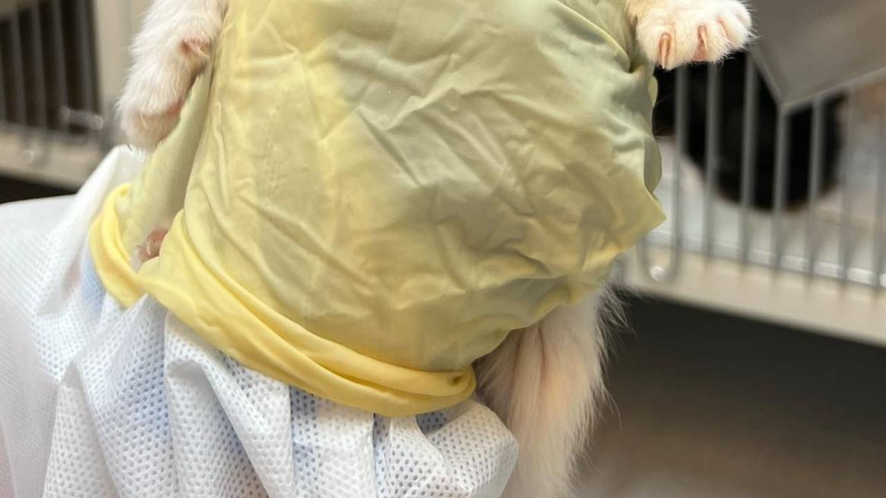 Eine Person hält eine stark unterernährte junge Katze in der Hand.